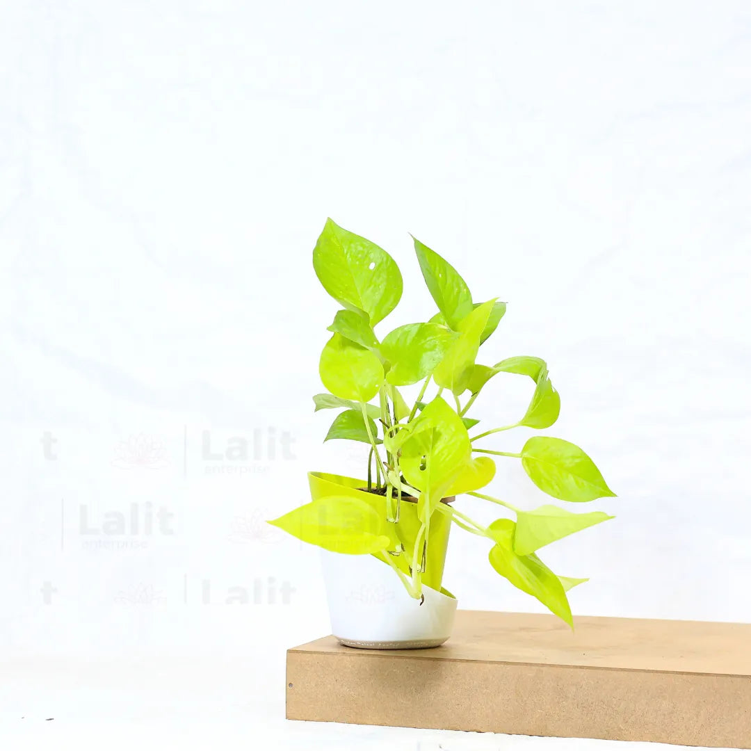 Buy Golden Pothos Online at Lalitenterprise