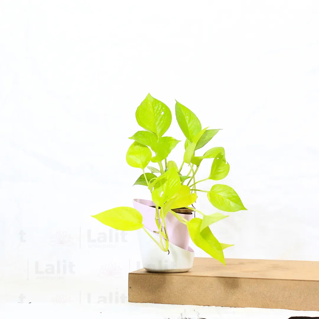 Buy Golden Pothos Online at Lalitenterprise