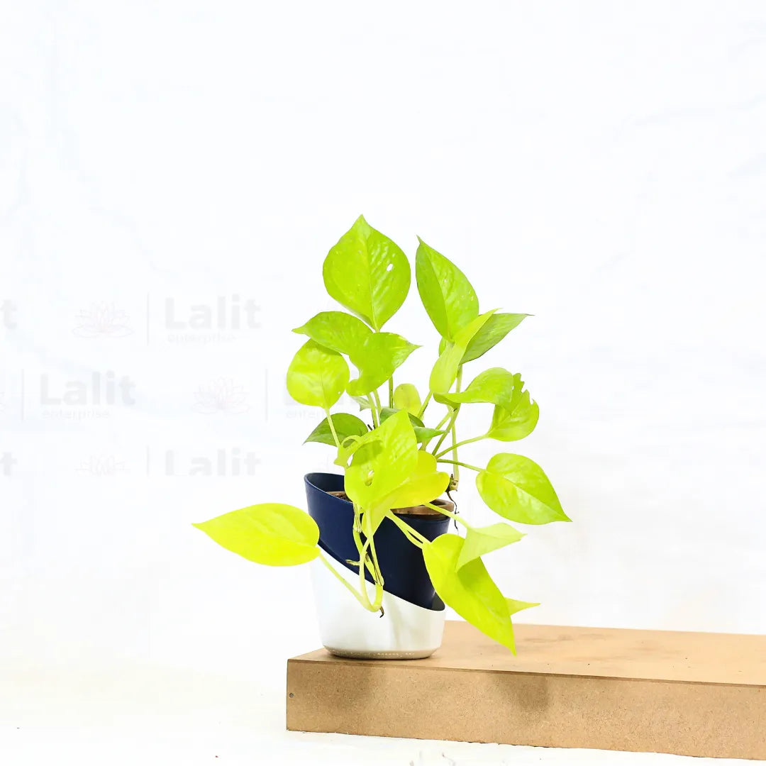 Buy Golden Pothos Online at Lalitenterprise