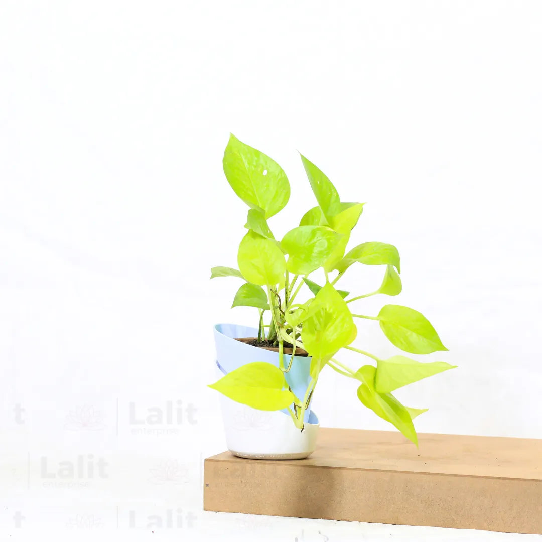 Buy Golden Pothos Online at Lalitenterprise