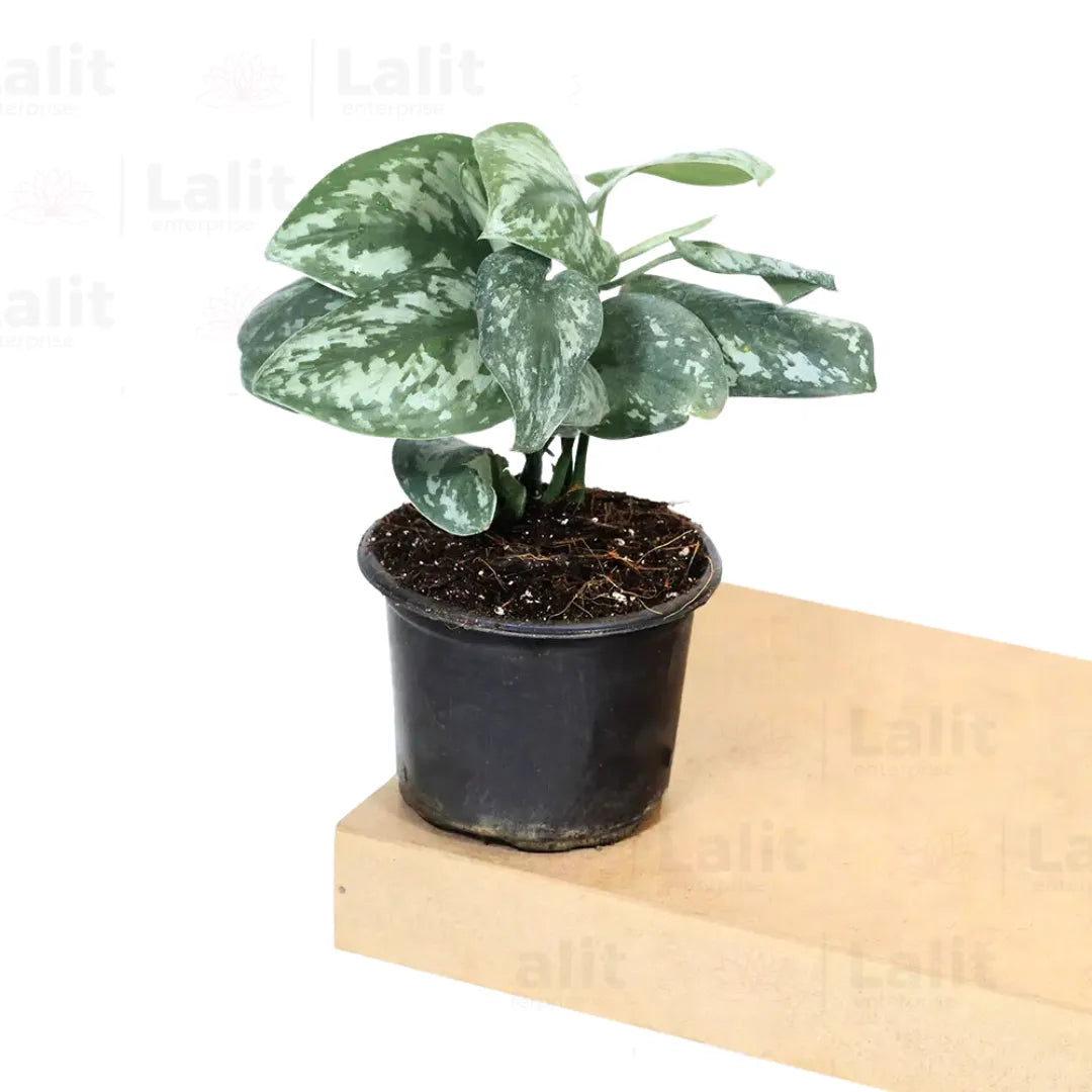 Buy Silver Satin Pothos (Scindapsus Pictus) Plant Online at Lalitenterprise