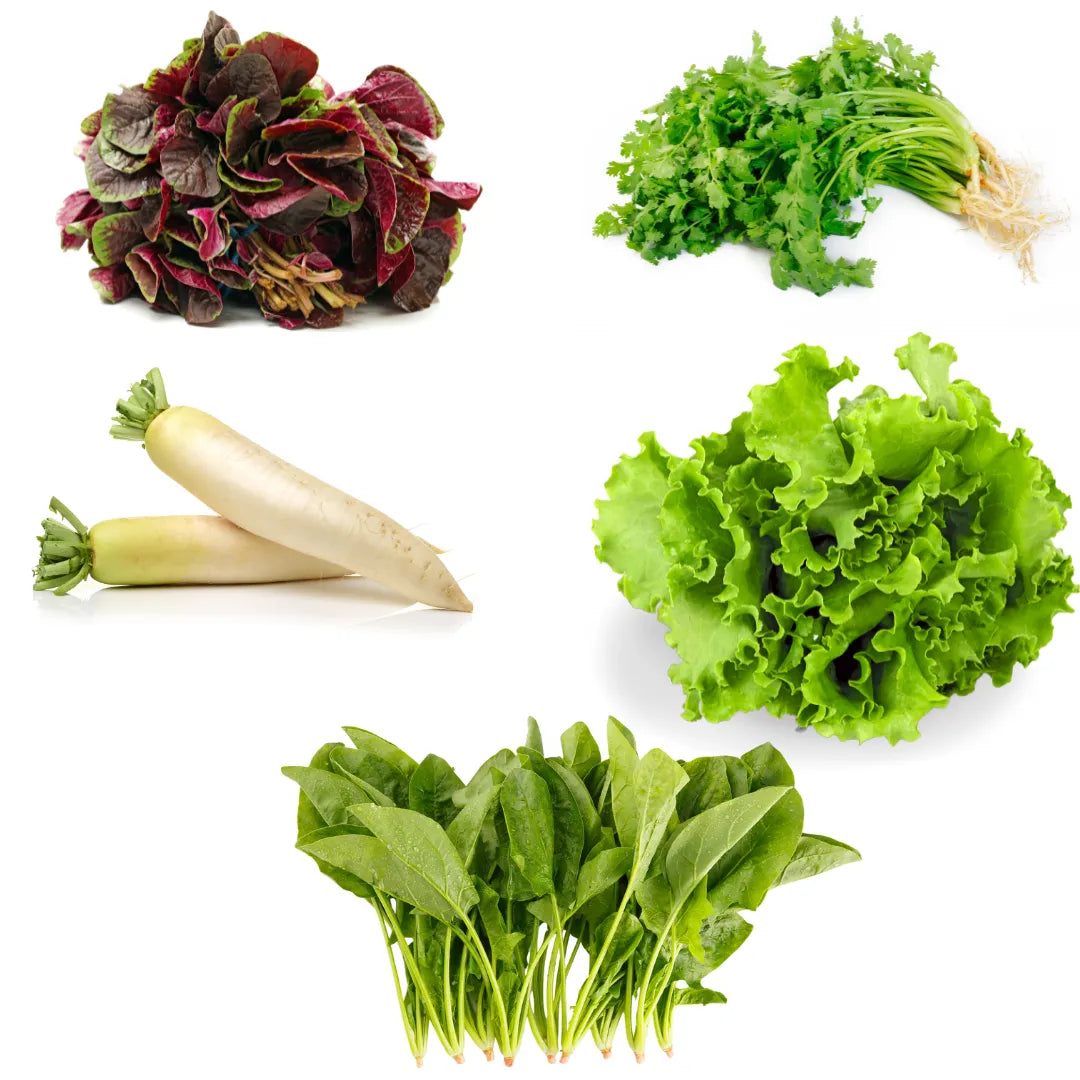 Buy Best Leafy Vegetable Seeds for Terrace Gardening Online at Lalitenterprise