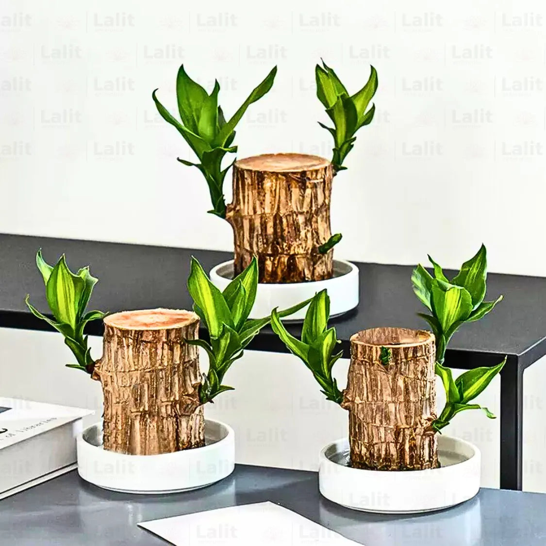 Buy Brazilian Lucky Wood – Plant Online at Lalitenterprise