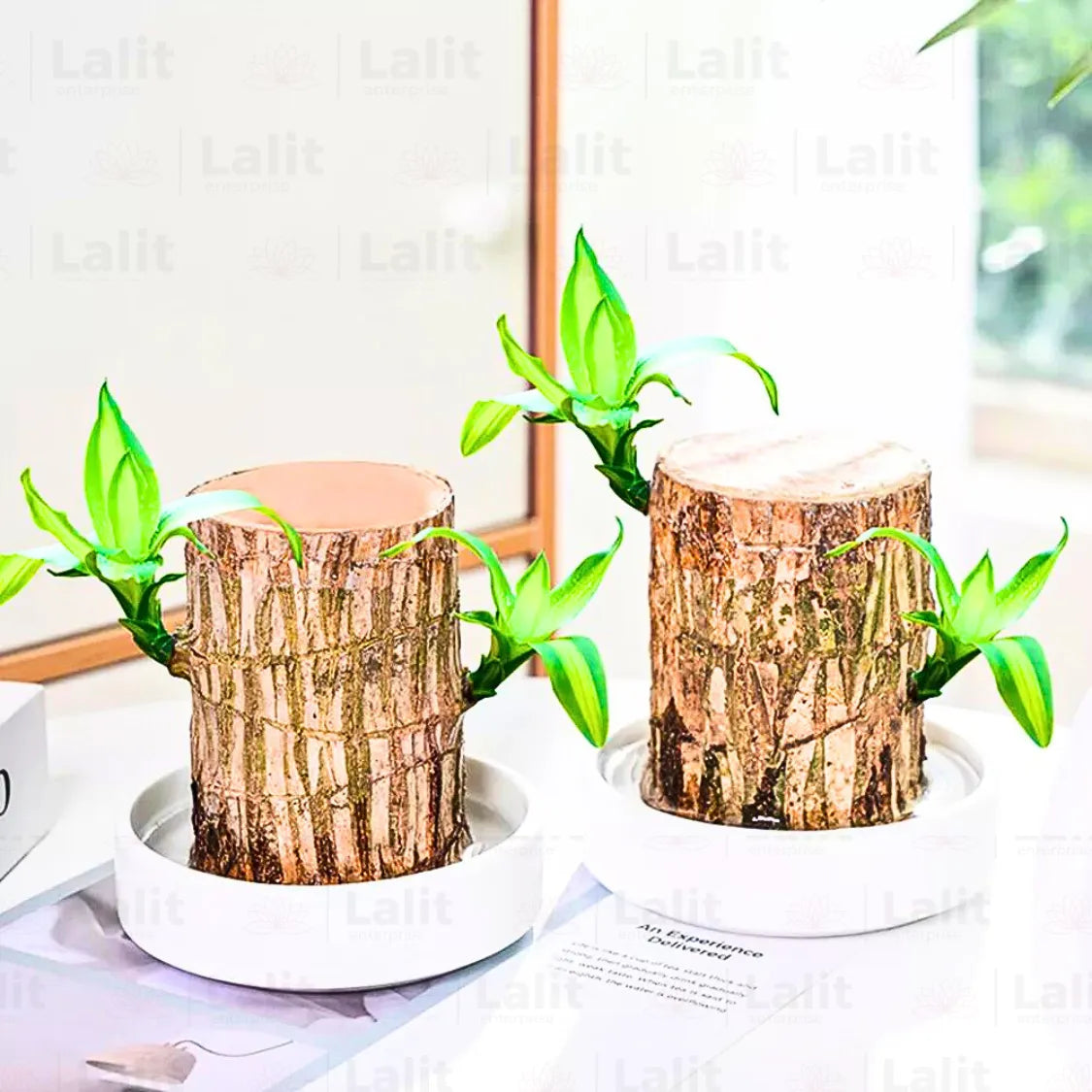 Buy Brazilian Lucky Wood – Plant Online at Lalitenterprise