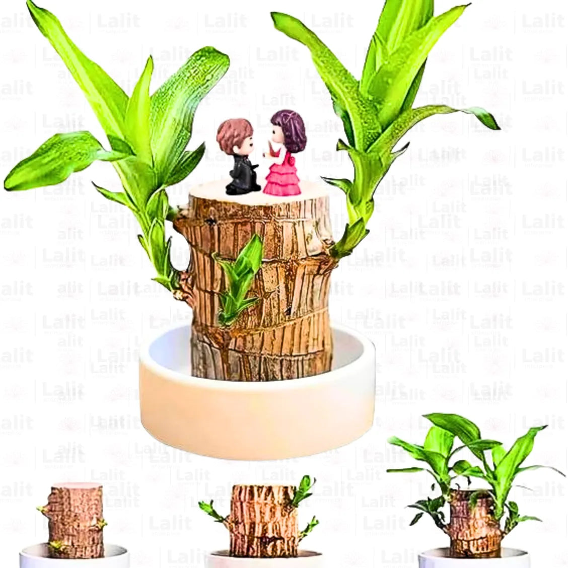 Buy Brazilian Lucky Wood – Plant Online at Lalitenterprise