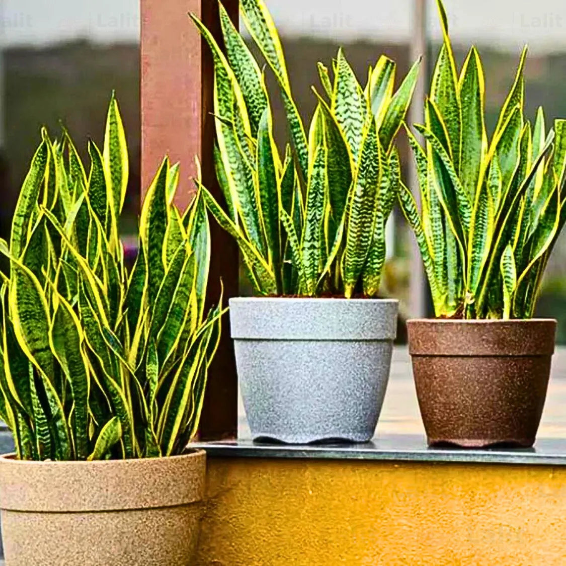 plant pots online india Harshdeep Premium Barca Round Planter White Stone