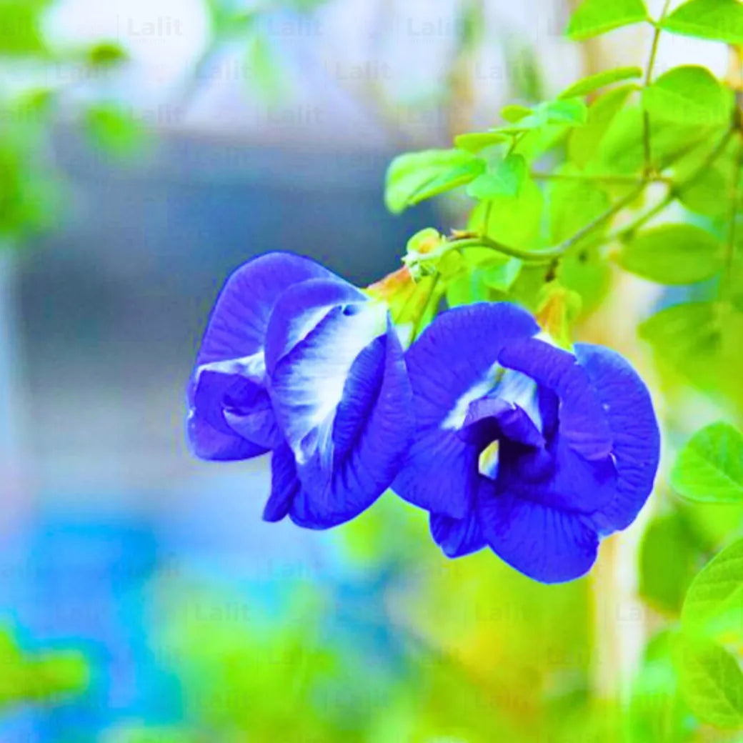 Buy Clitoria Ternatea - Plant Online at Lalitenterprise