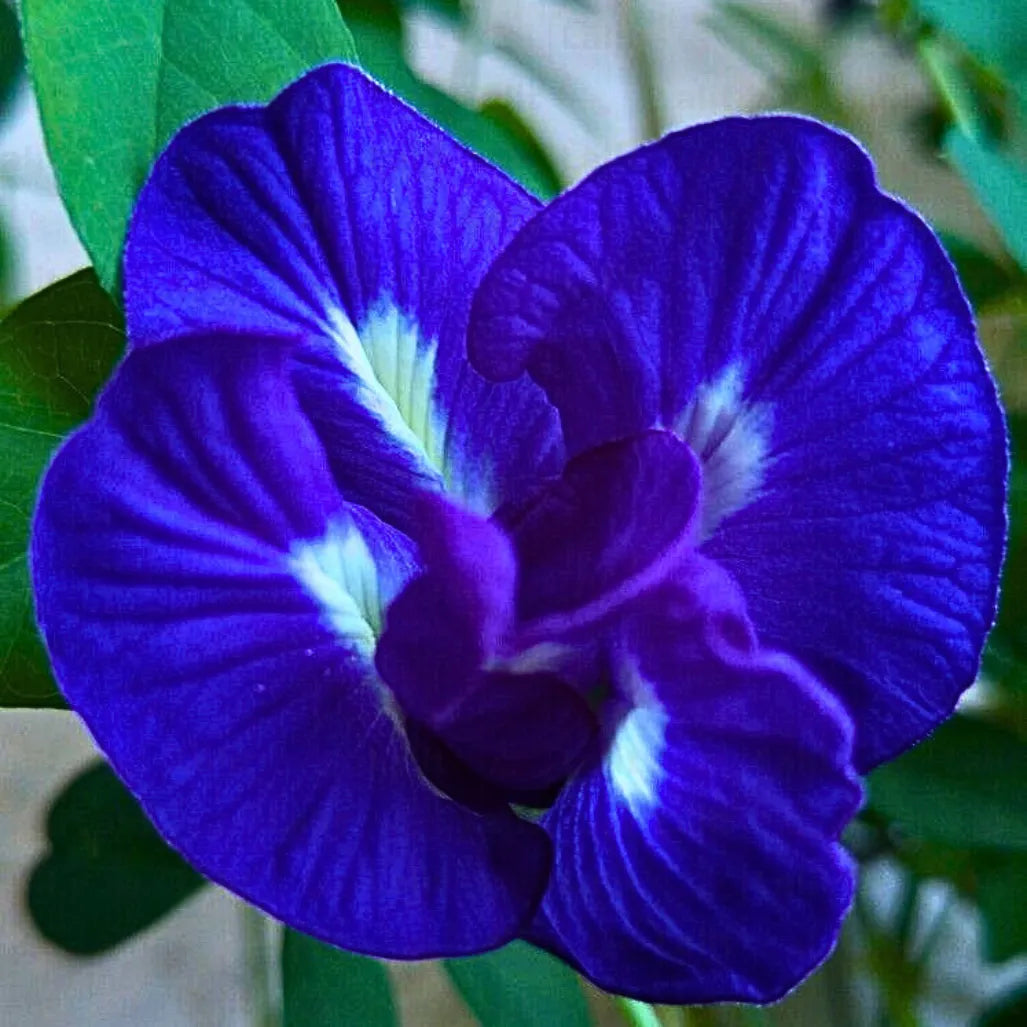 Buy Blue Aparajita “Double Petal” - Plant Online at Lalitenterprise