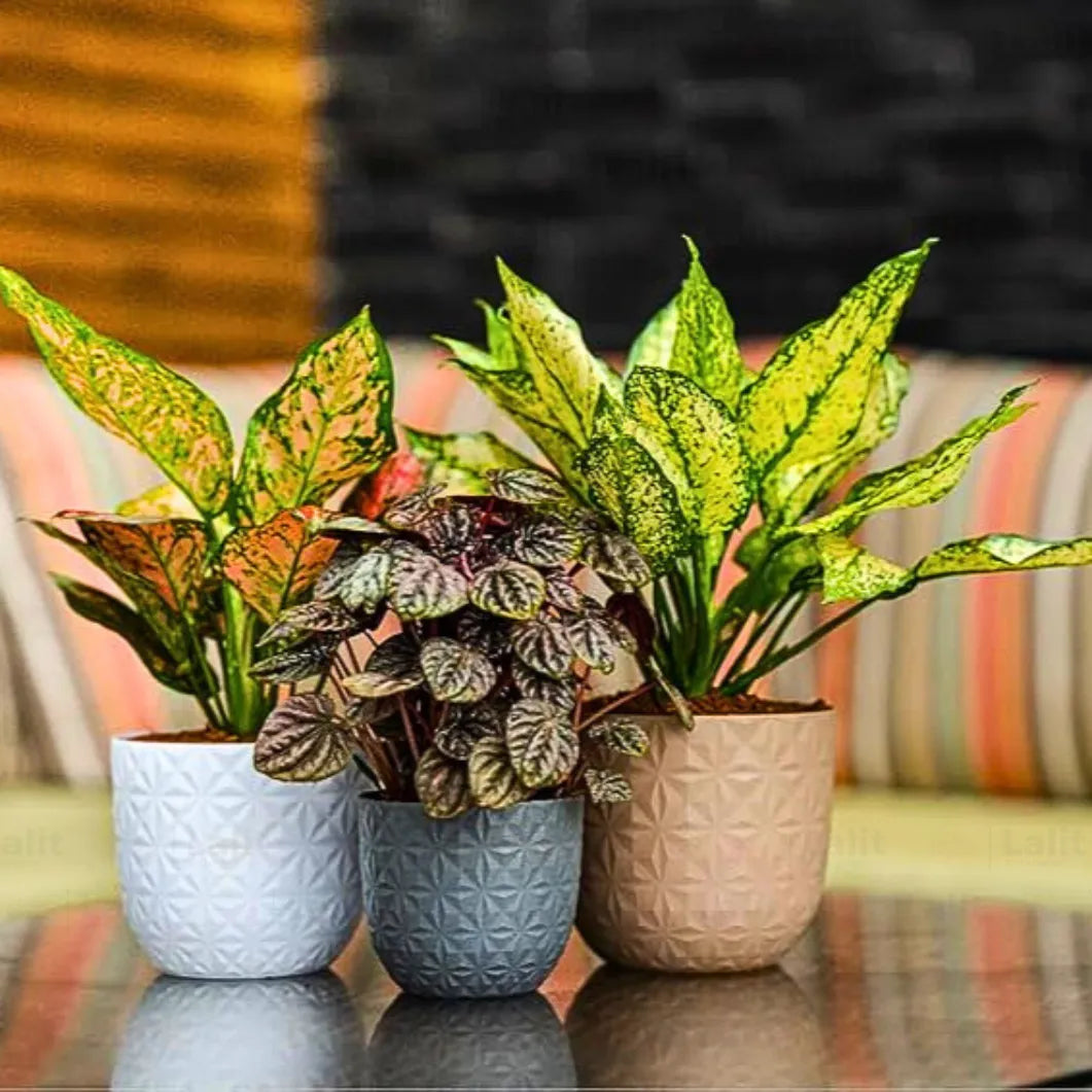 Buy Harshdeep Premium Verona "Diamond" - Pot Online at Lalitenterprise