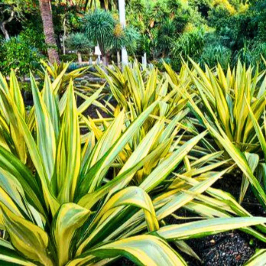 Buy Furcaria Variegated "Furcraea Foetida" – Plant Online at Lalitenterprise