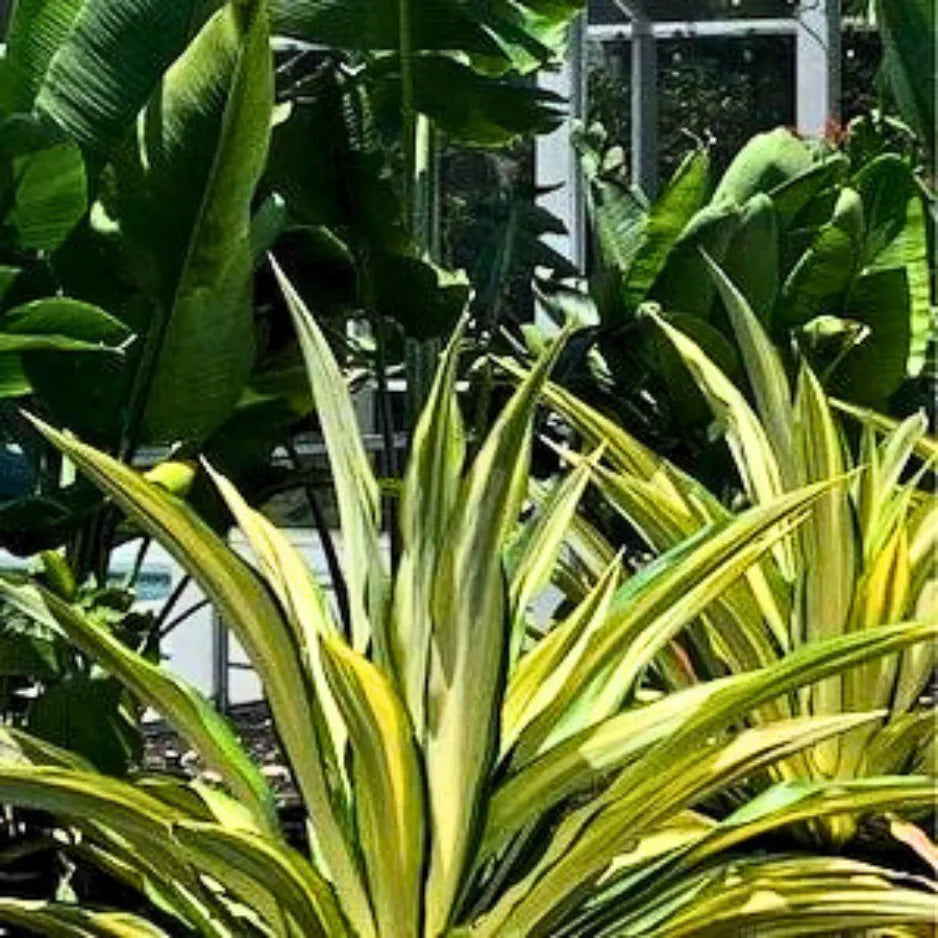 Buy Furcaria Variegated – Plant Online at Lalitenterprise