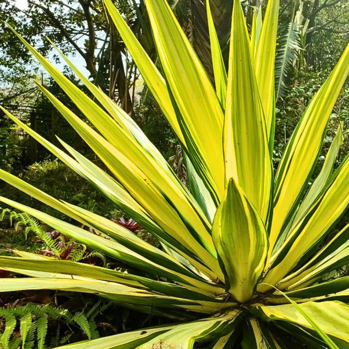 Buy "Furcraea Foetida" – Plant Online at Lalitenterprise