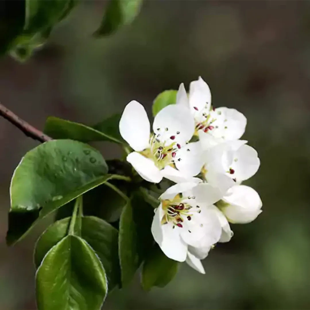 Nashpati flower
