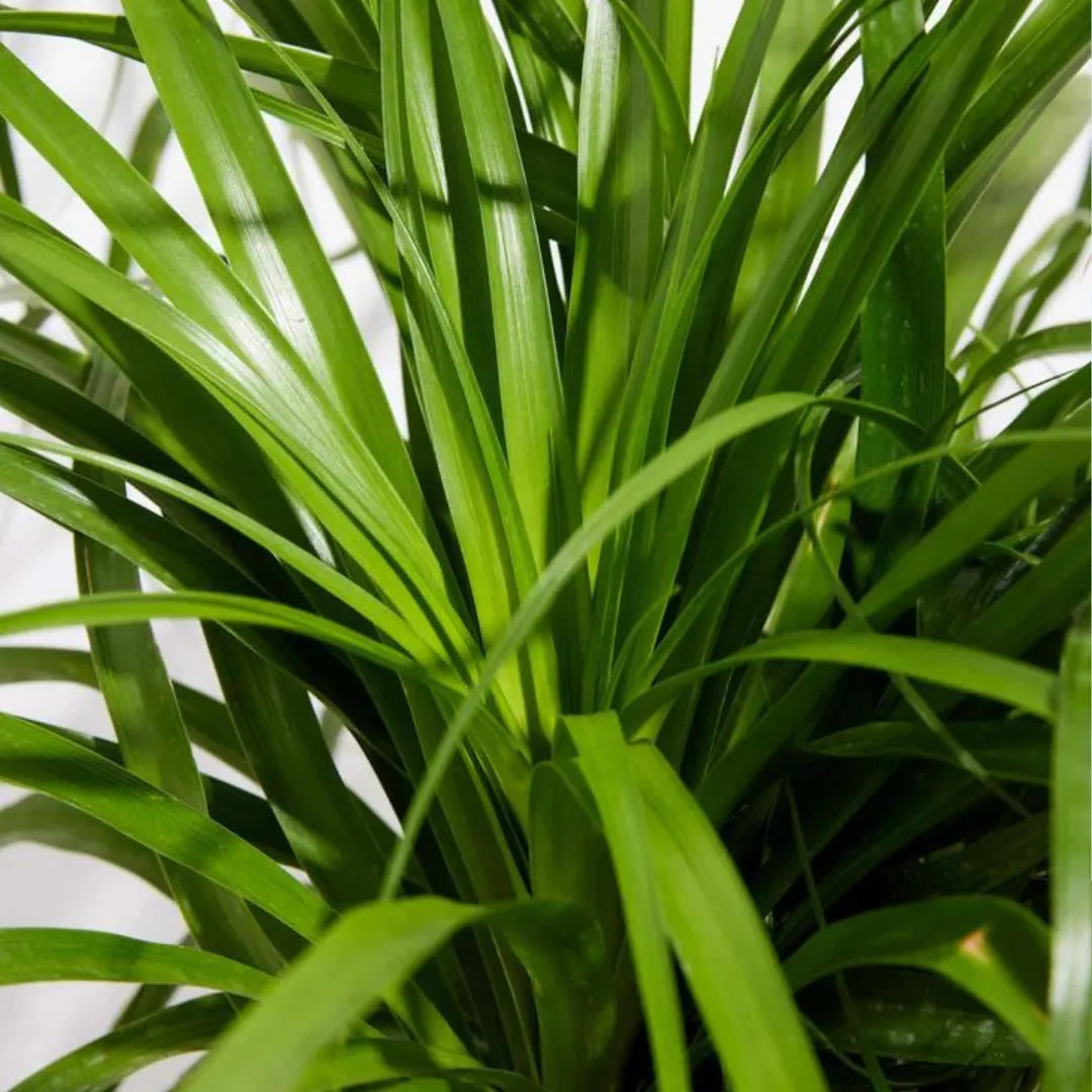 Nolina Palm Beautiful leafs