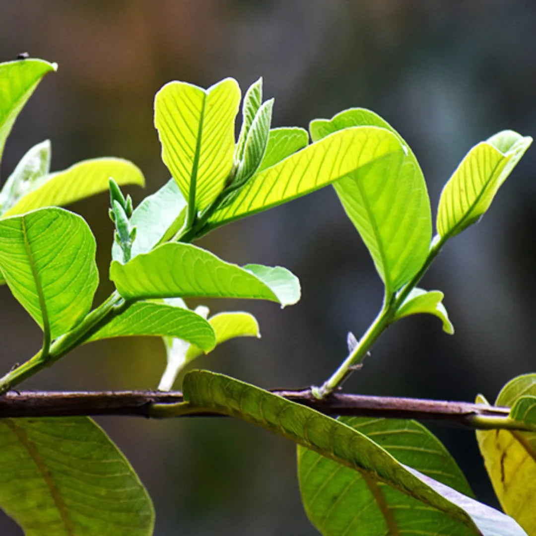 Psidium guajava Plant