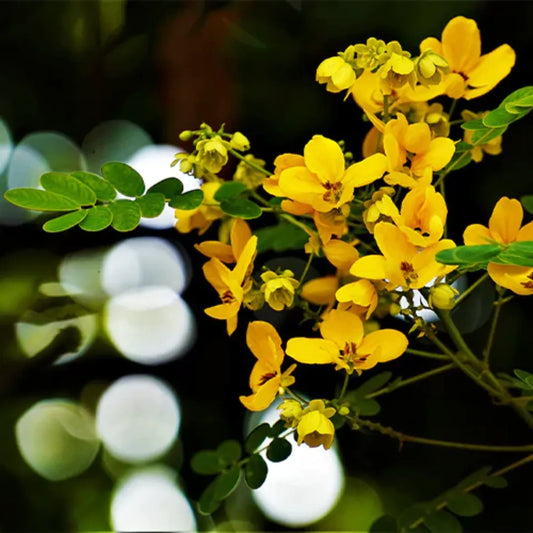 Cassia Biflora Plants