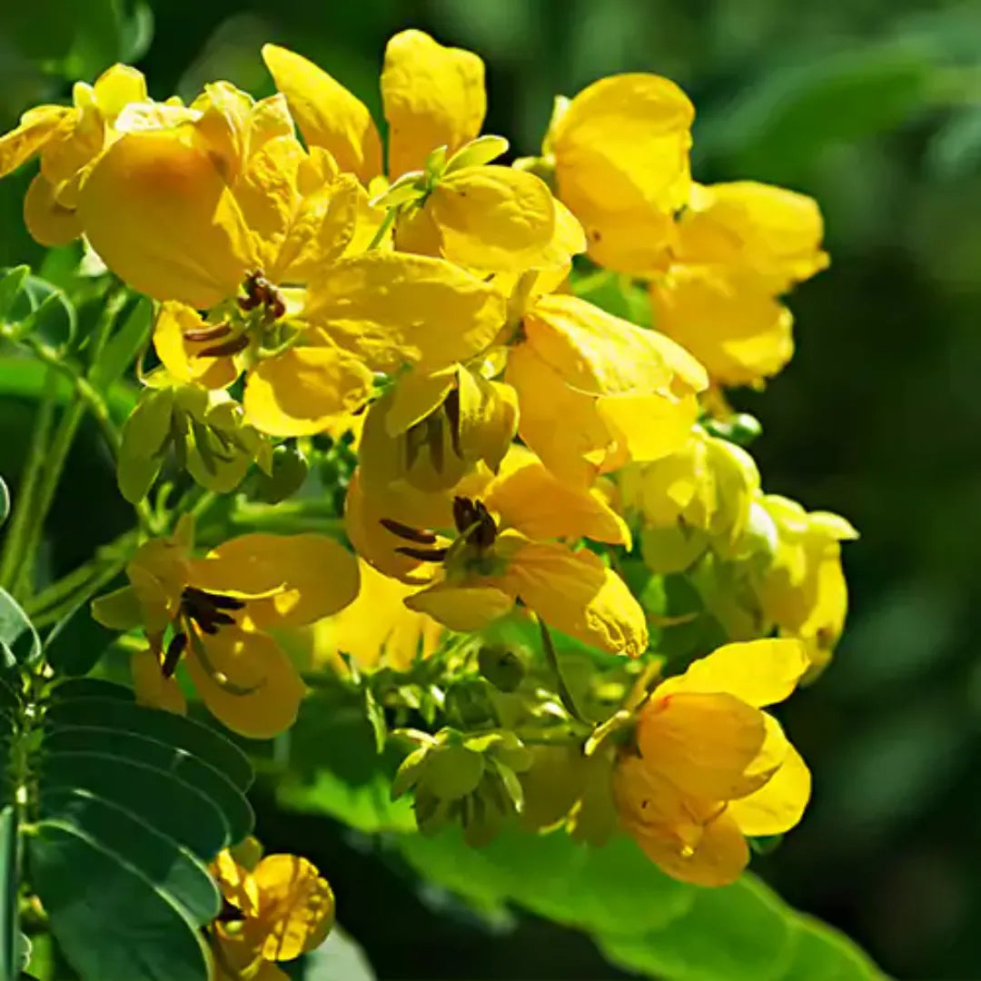 Cassia Biflora Flowering - Plants