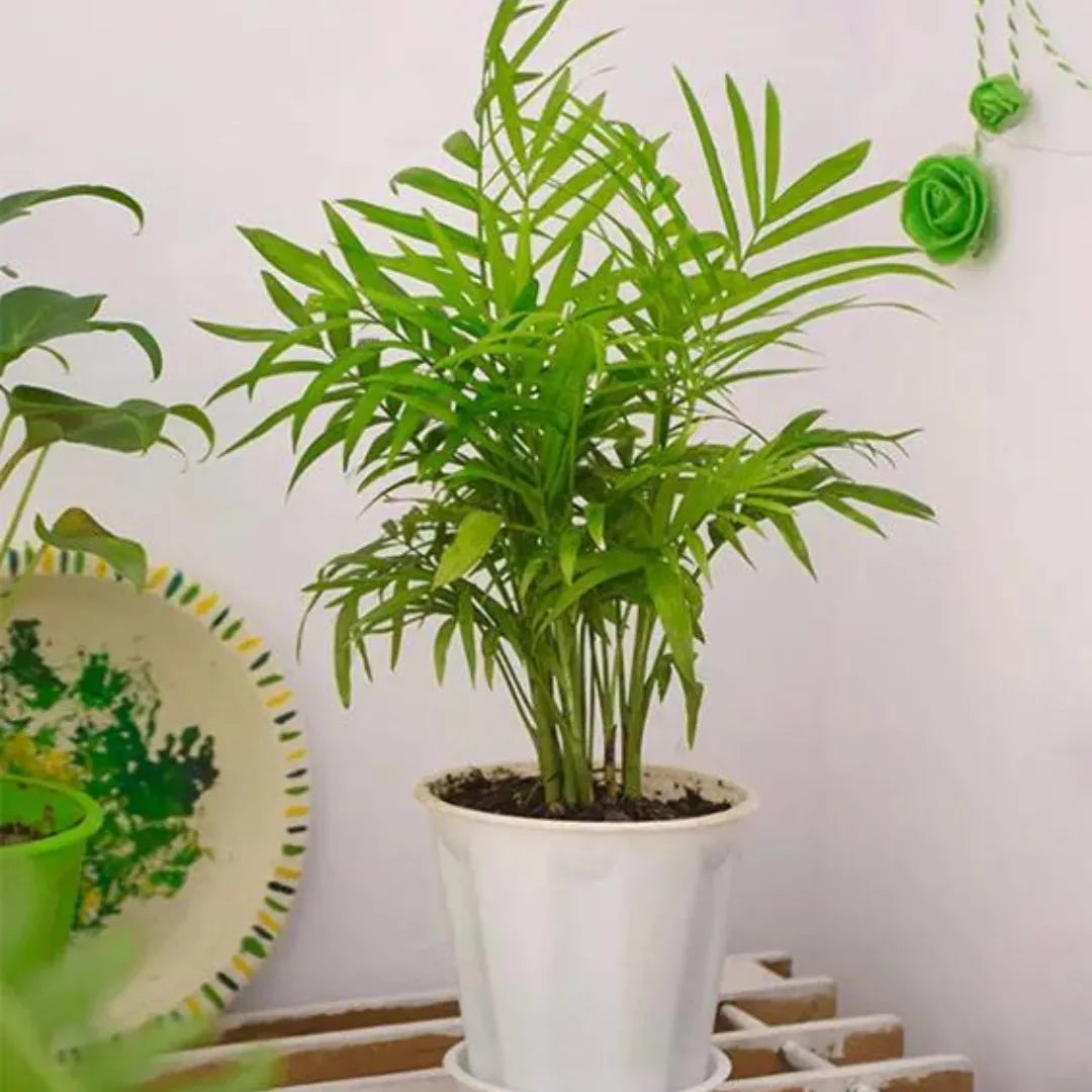Parlour Palm Plant