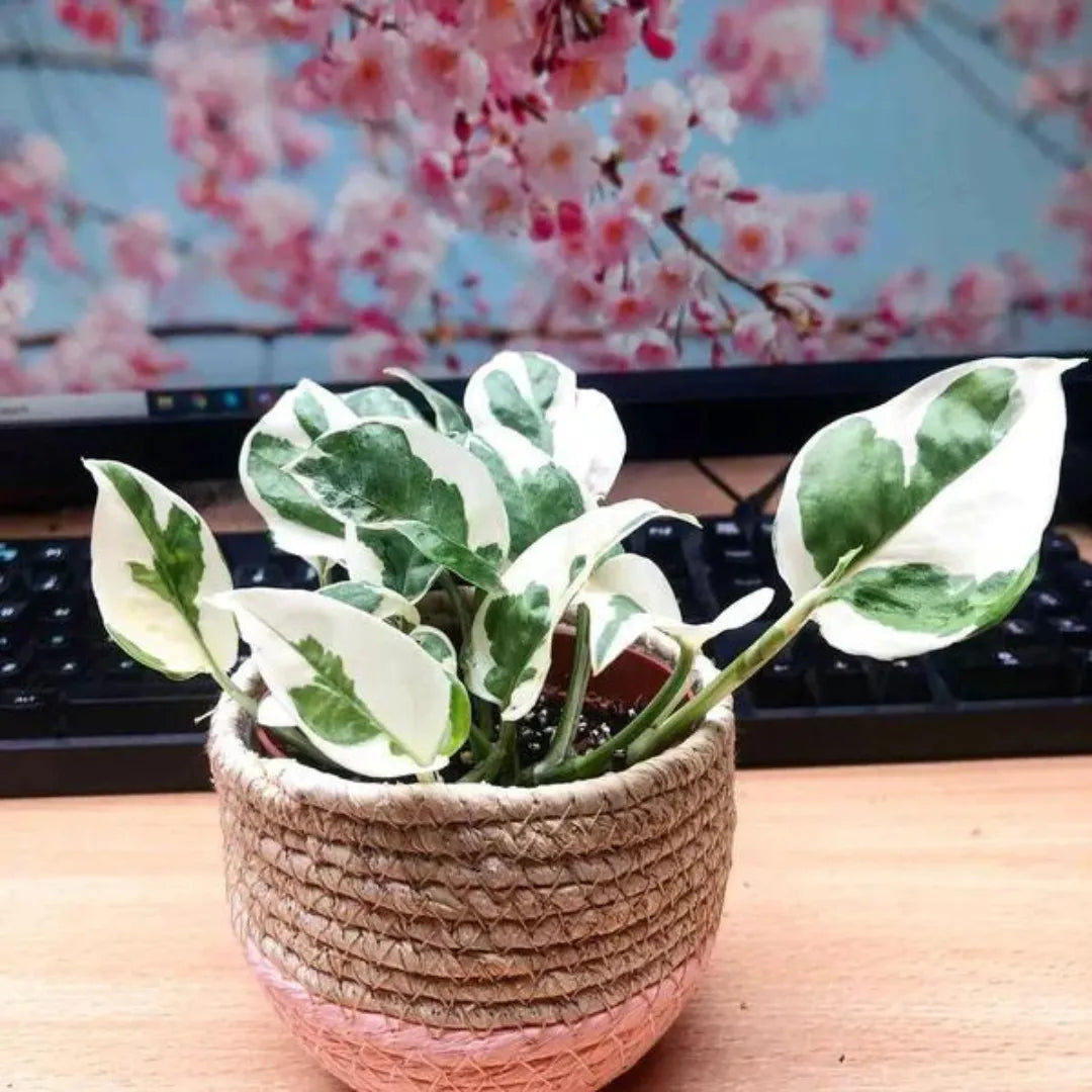 N’Joy Pothos money plant