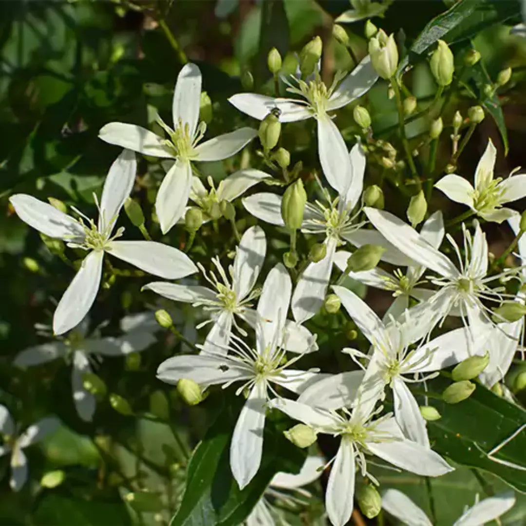 Clematis Ligusticifolia Plant