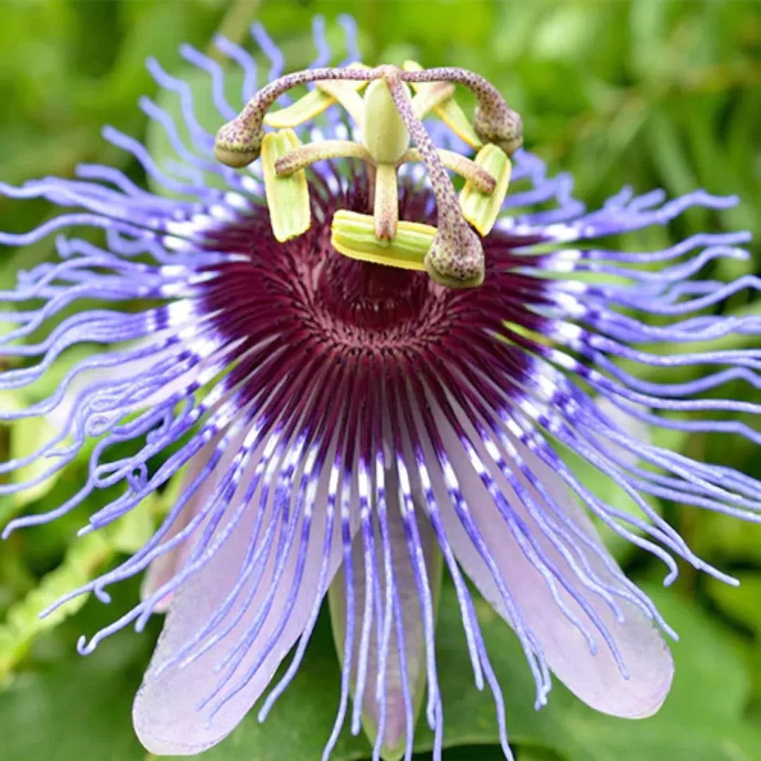 Passiflora Incarnata  Blue