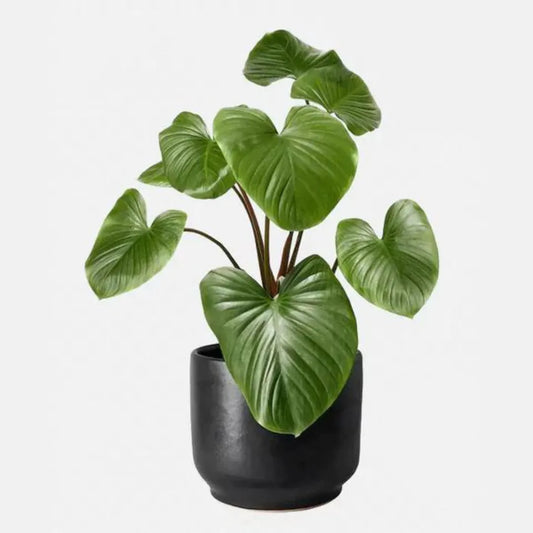 Homalomena Rubescens Plant