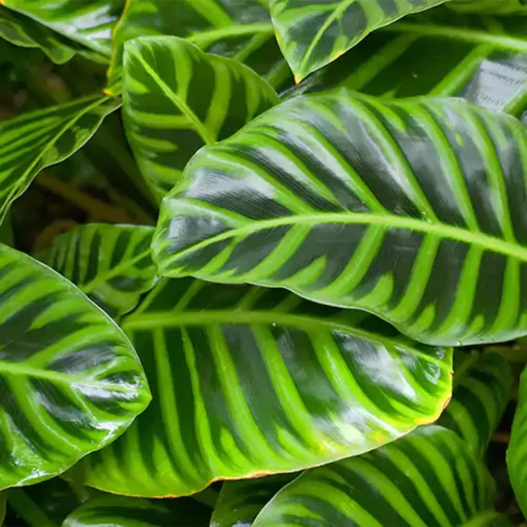 Goeppertia , Zebra plant