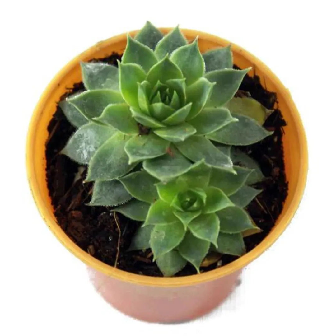 Lakshmi Kamal Succulent Plants
