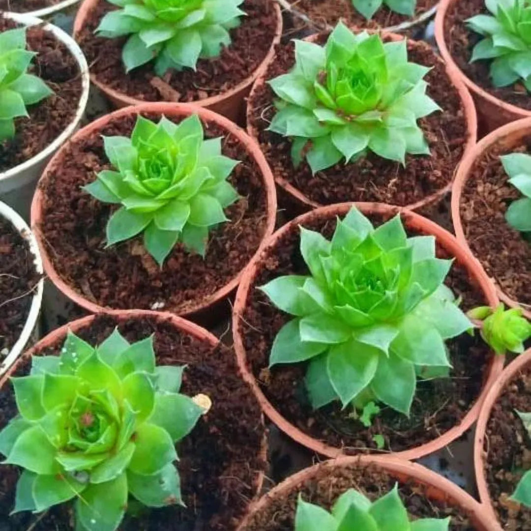 Graptopetalum macdougallii