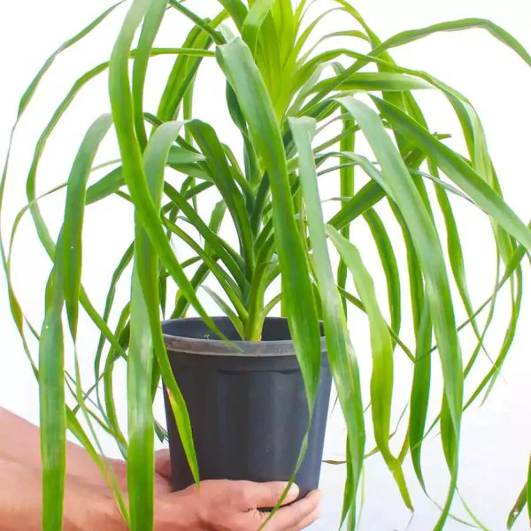 Dracaena Draco