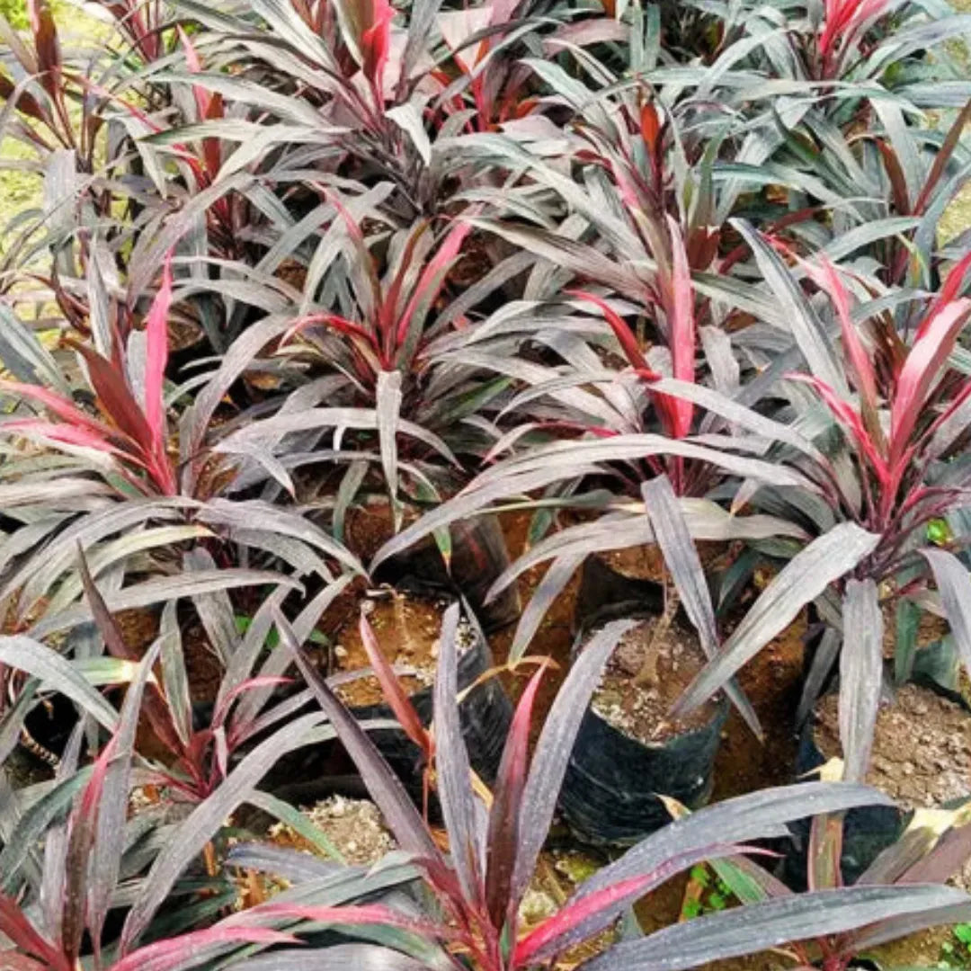 Dracaena Mahatma Foliage Plants