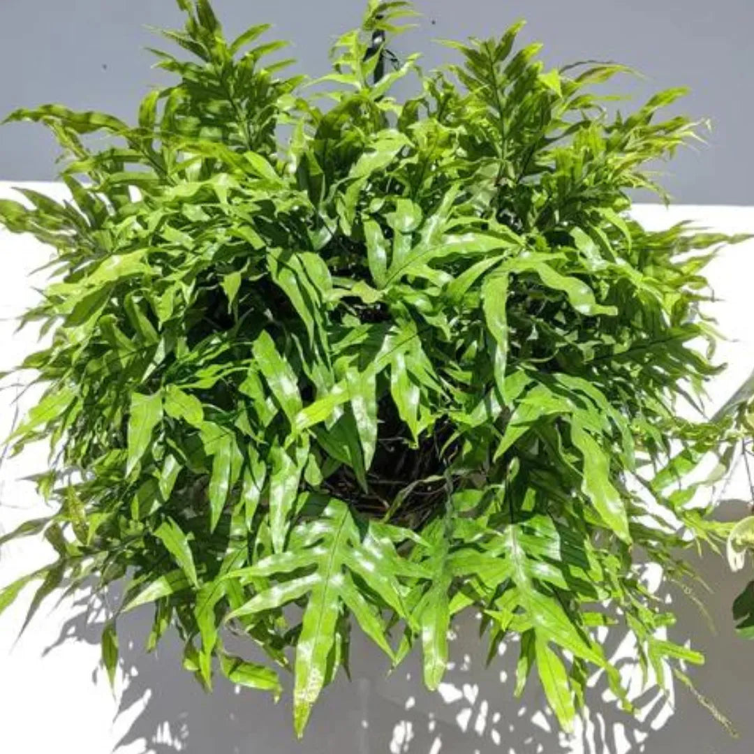 Kangaroo fern
