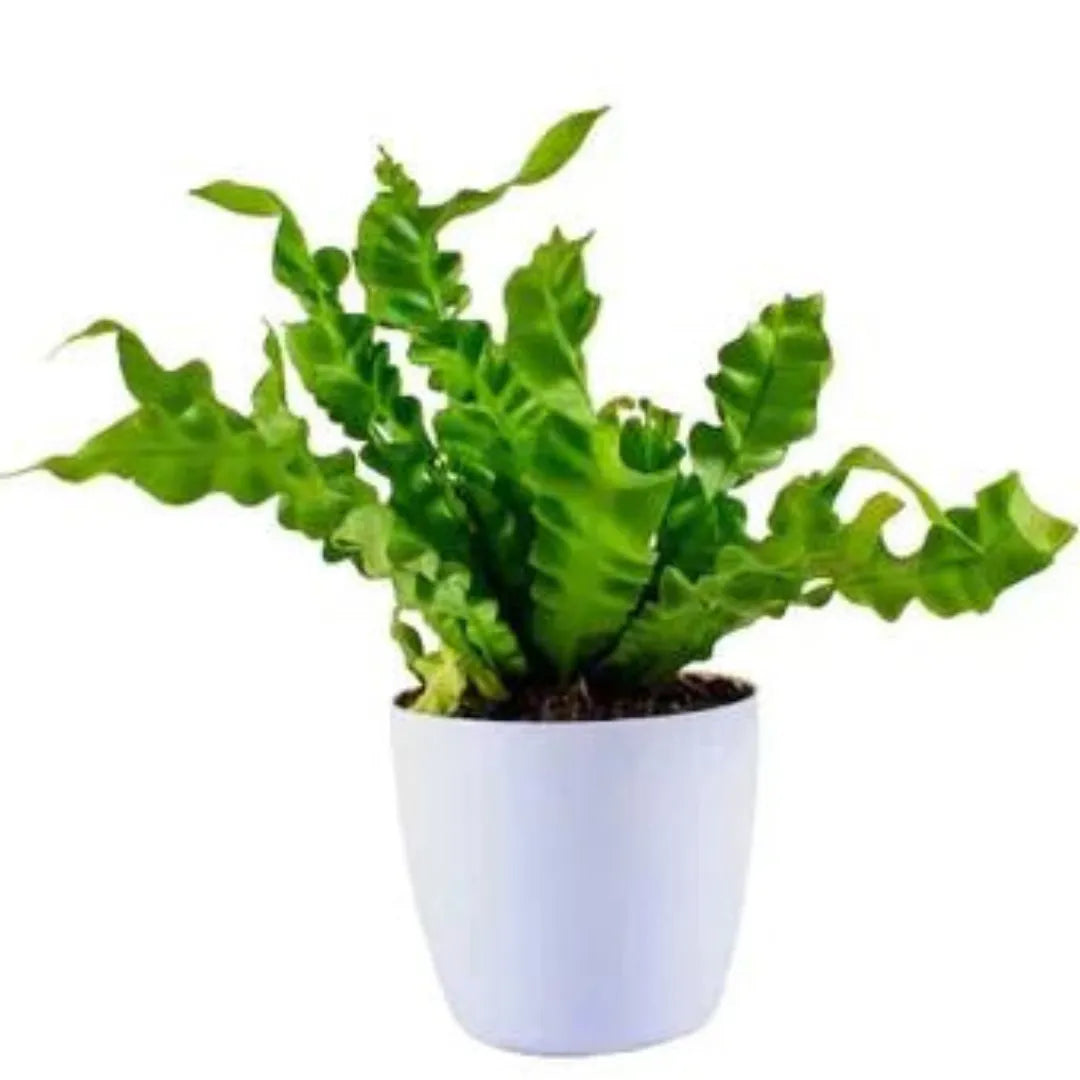 Cobra fern