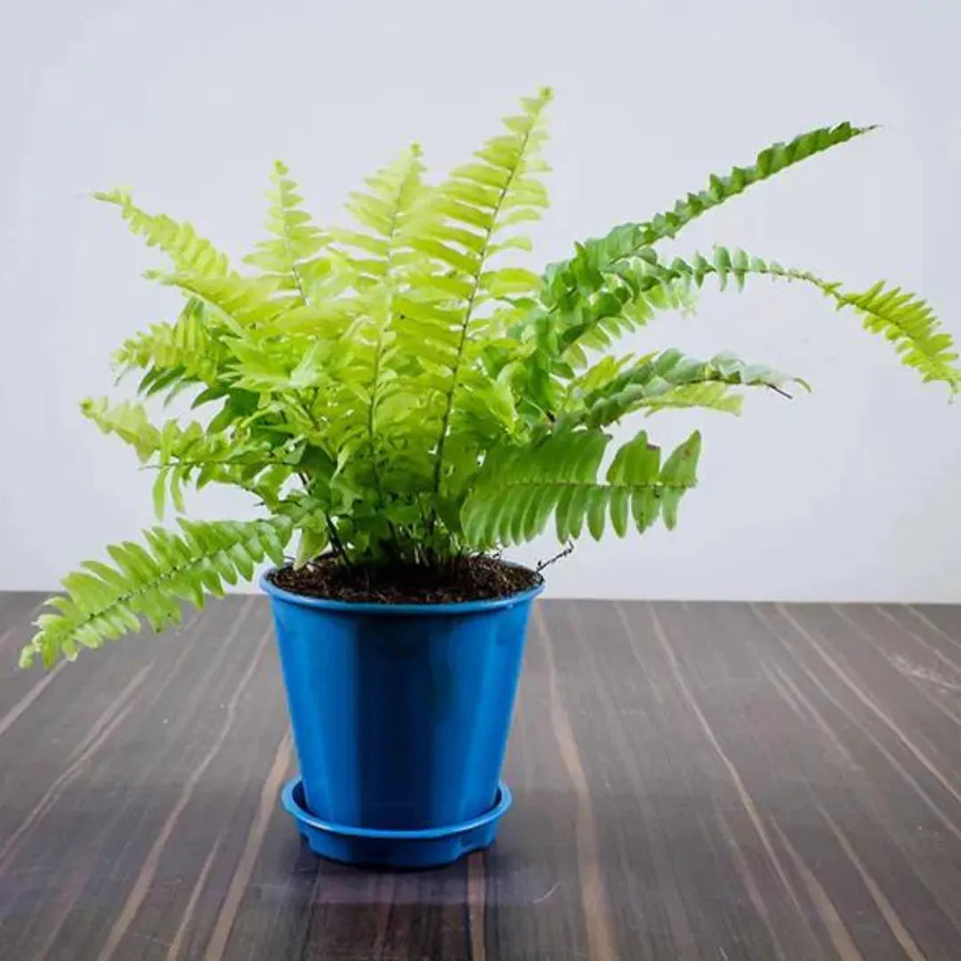 Golden fern