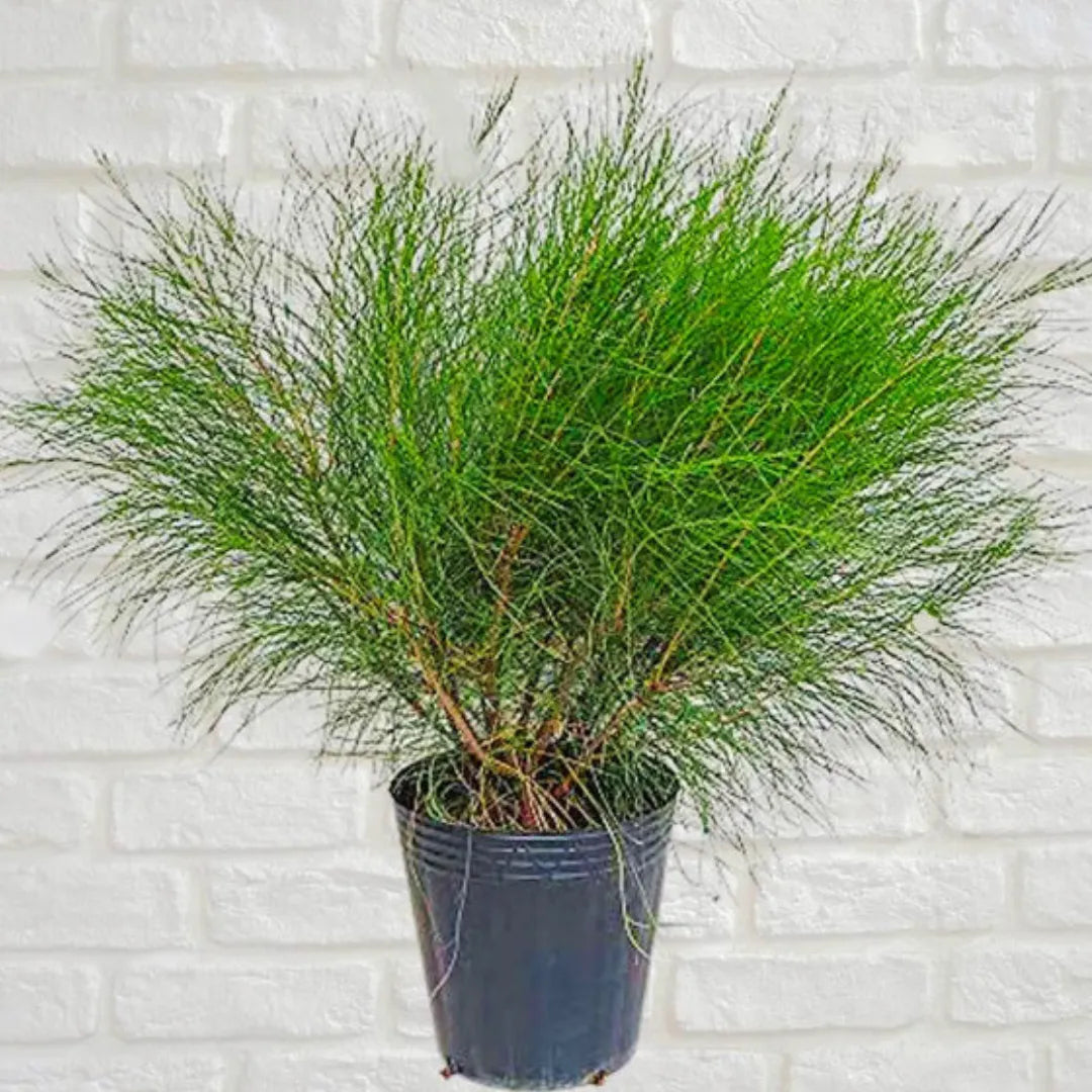 swamp she-oak Plant
