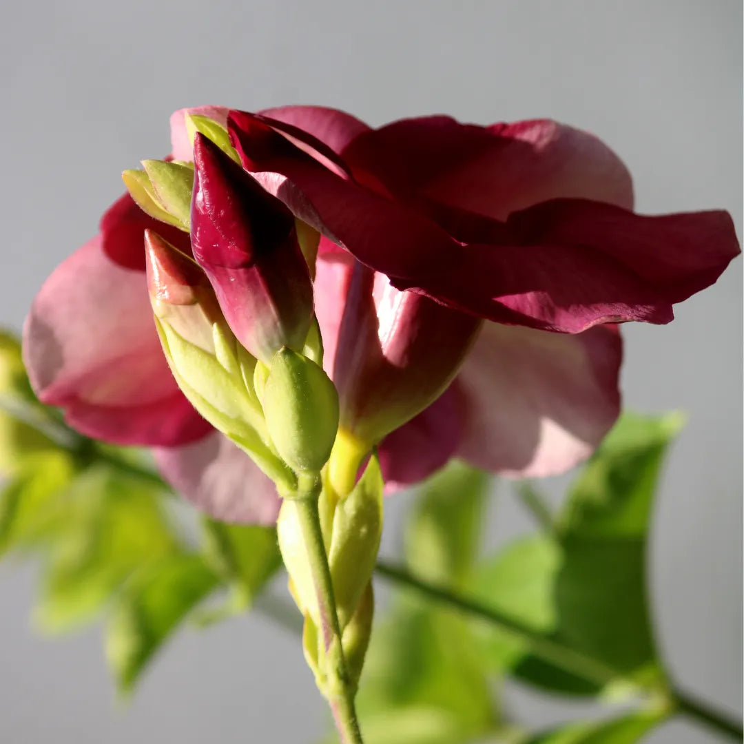 Trumpet Maroon flowering - Plant