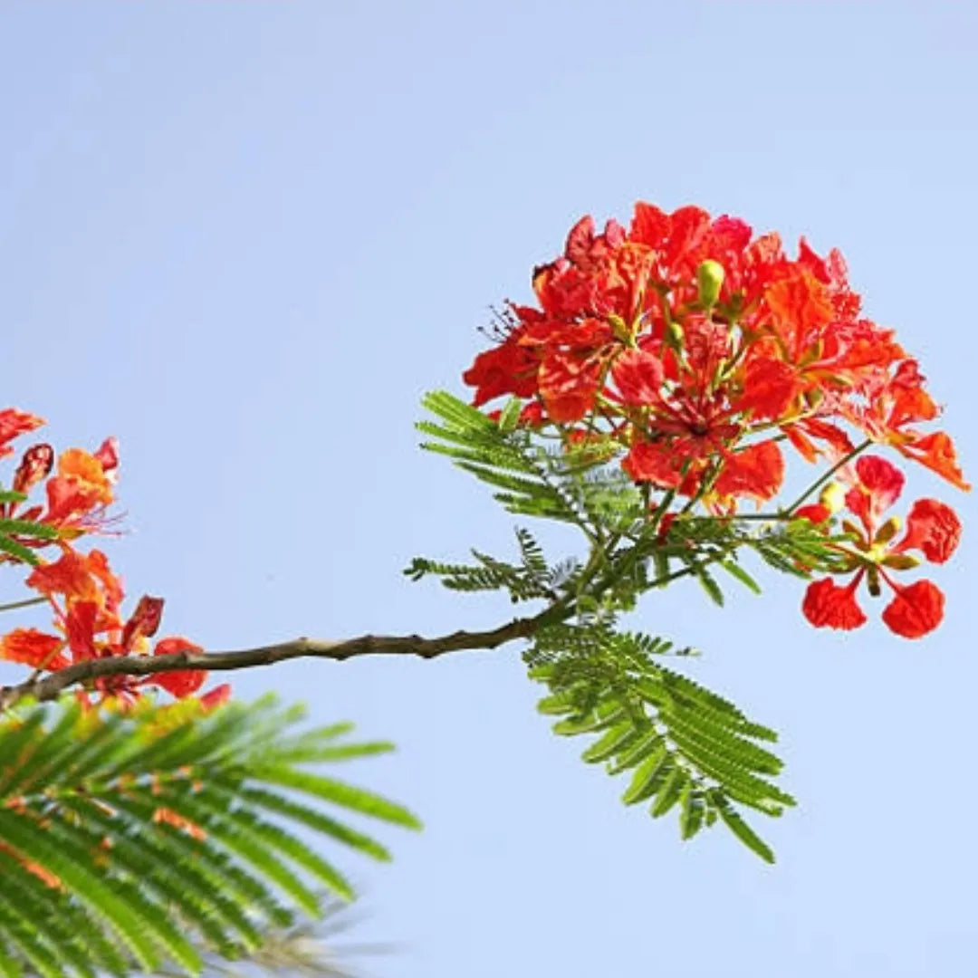 Royal poinciana Flower