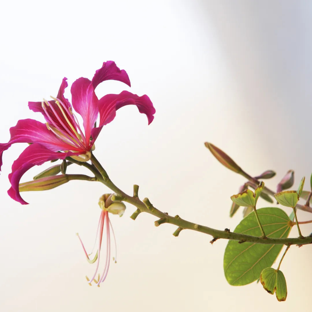 Bauhinia Blakeana "purplish"