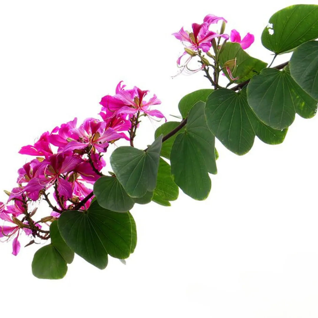 Hong Kong Orchid Flower