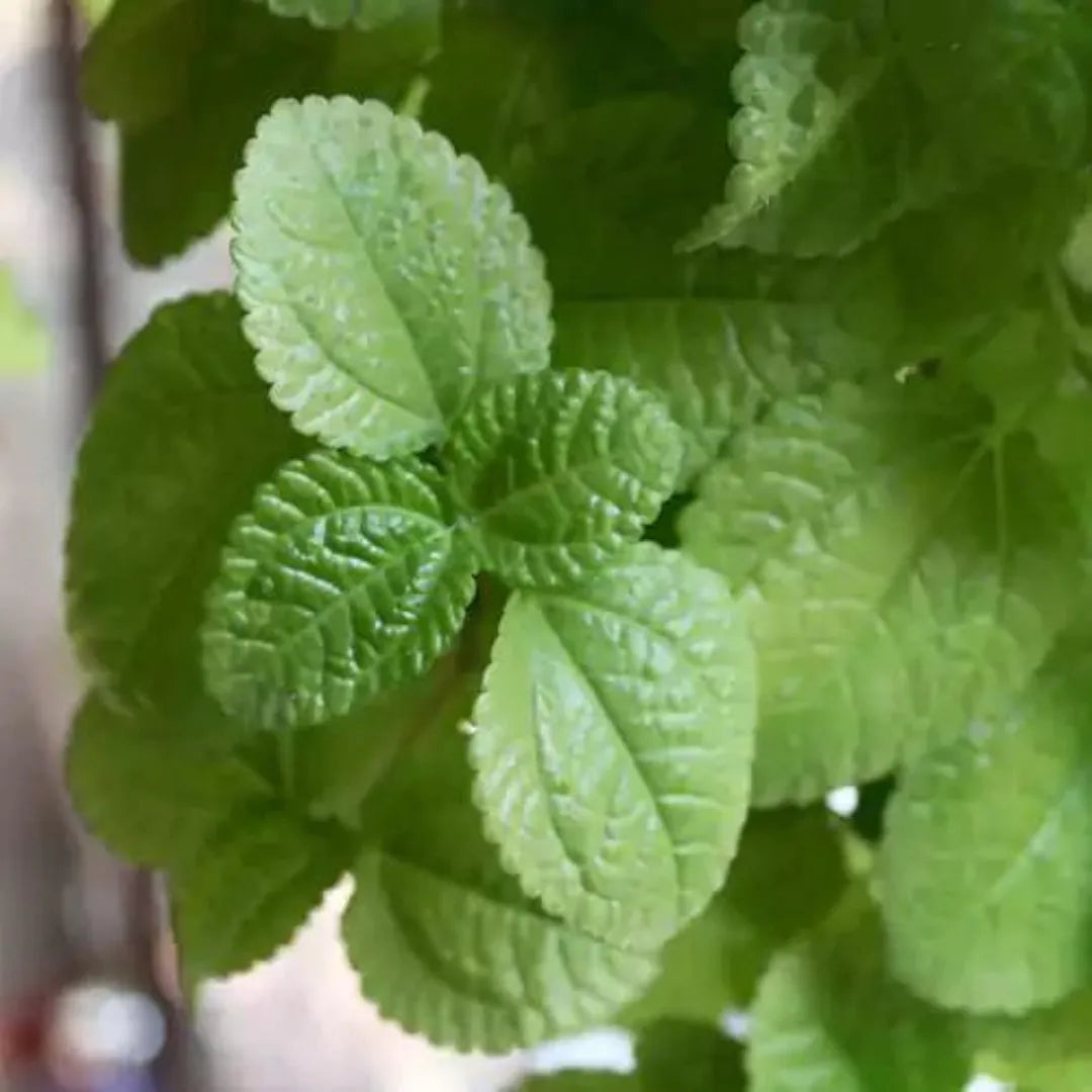 Buy Best Creeping Plant - Lalit Enterprise