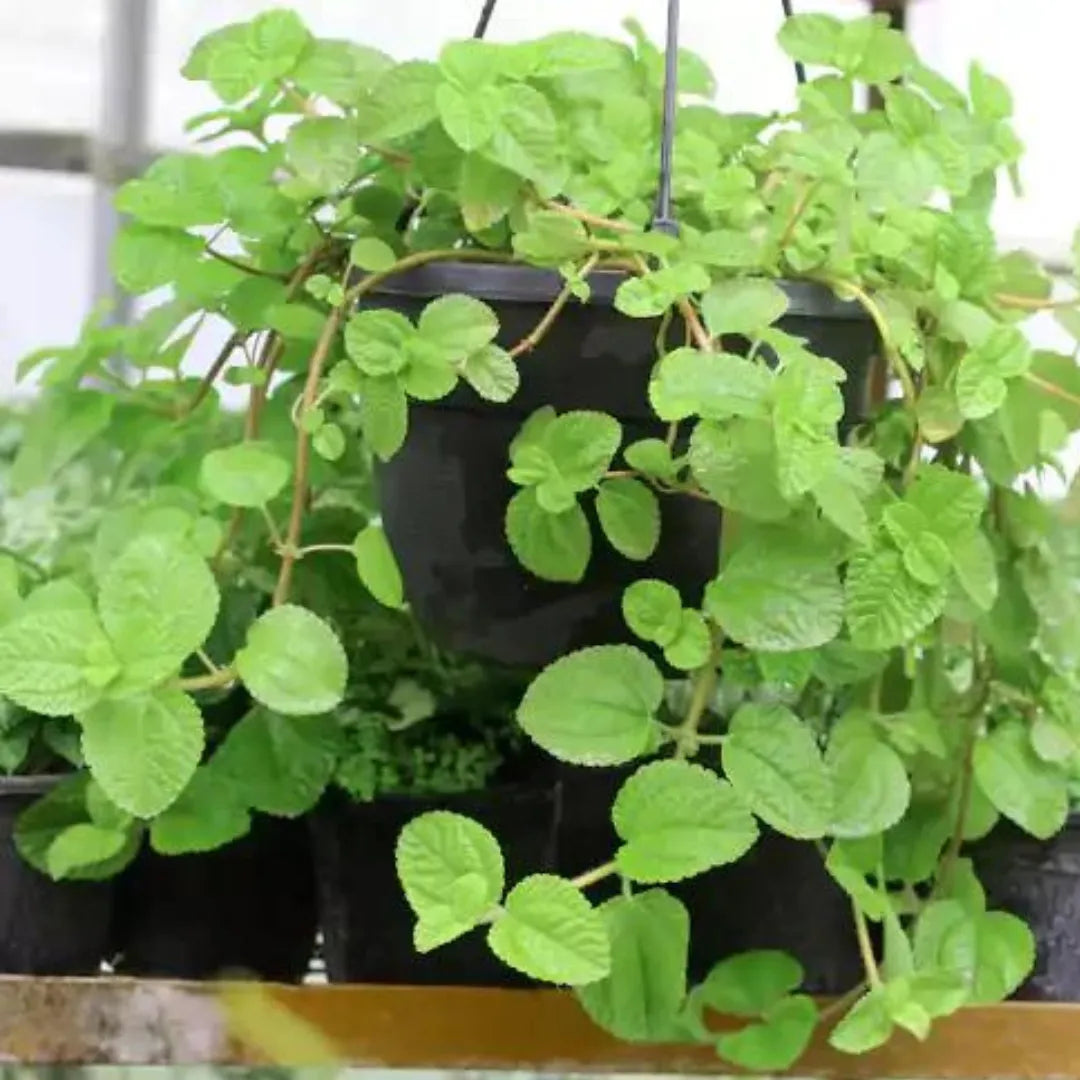 Buy Creeping Pilea Plant - Lalit Enterprise