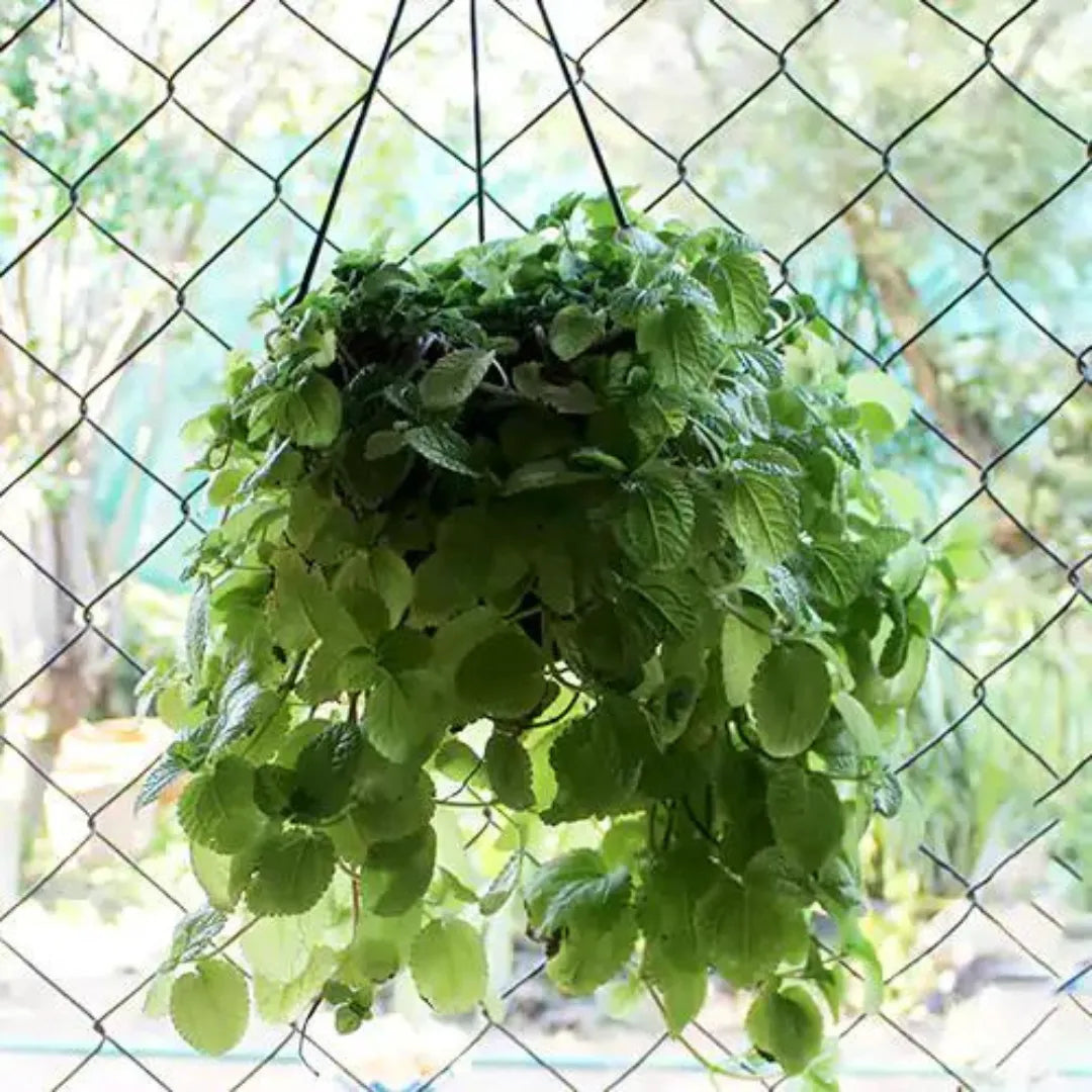 Buy Creeping Charlie Plant - Lalit Enterprise