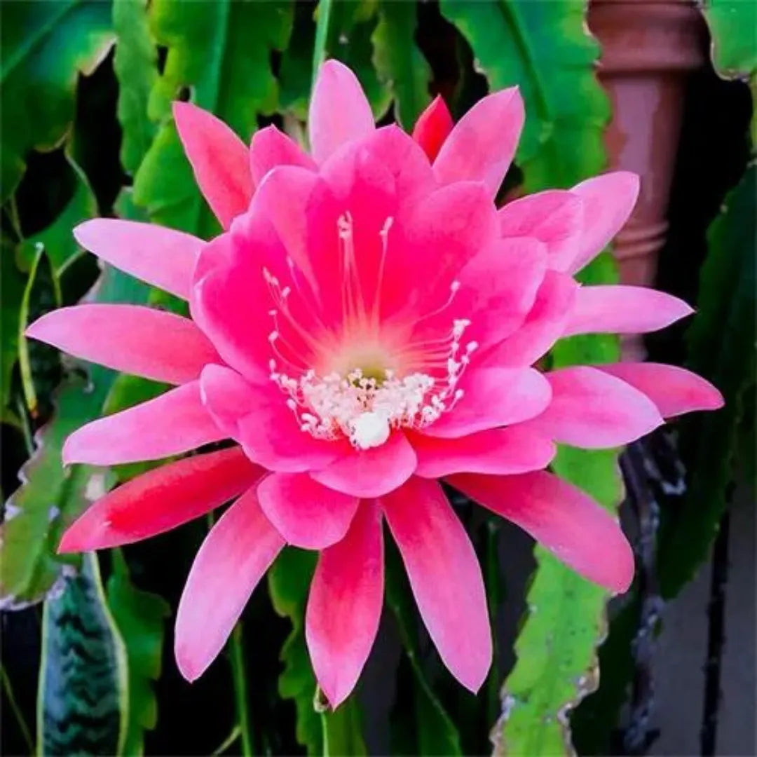 Buy Brahma Kamal Plant - Lalit Enterprise