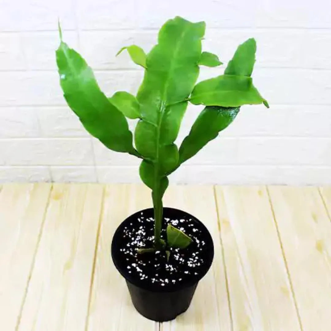Brahma Kamal Plant