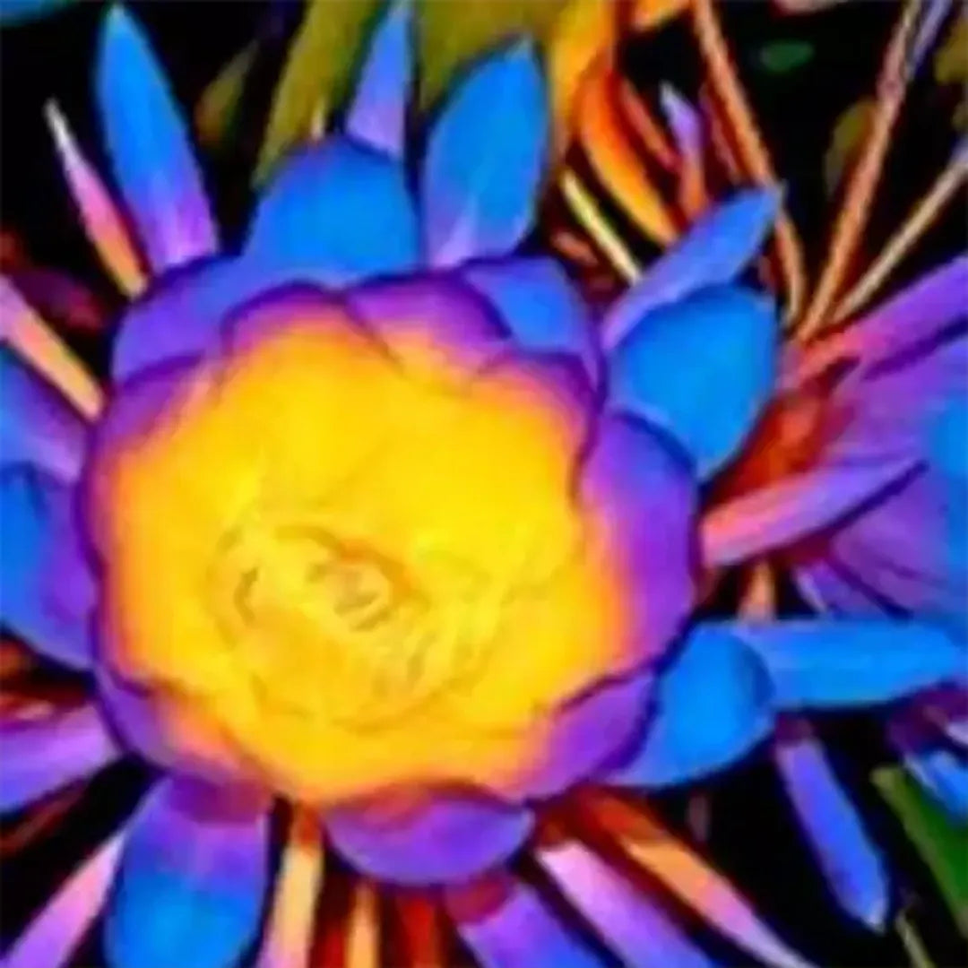 Purple Brahma Kamal Flowering Plant