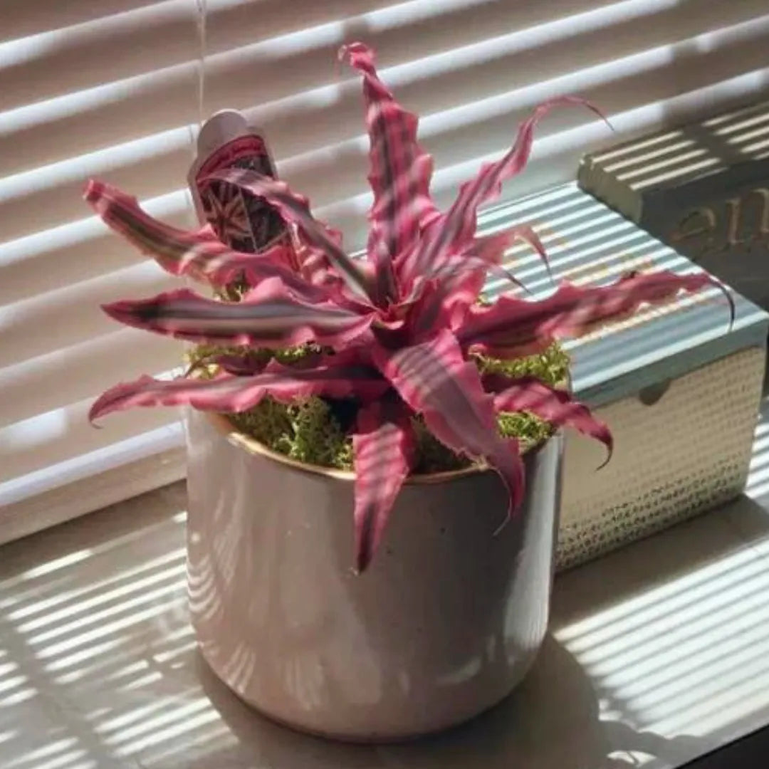 pink star succulent Cryspanthus Bivittatus- Starlite Earth Star plant Pink & Brown plant