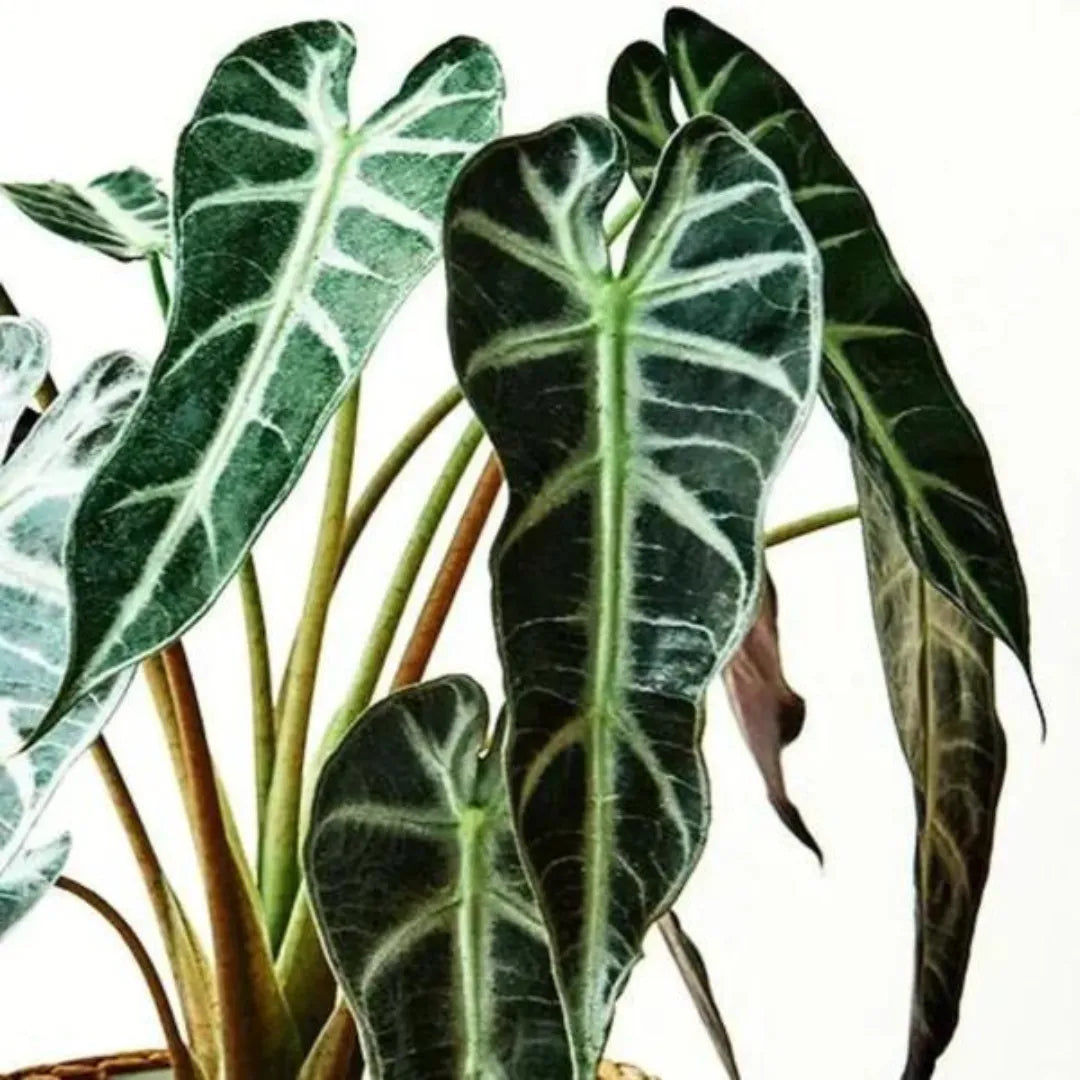 Alocasia Amazonica Foliage Plant