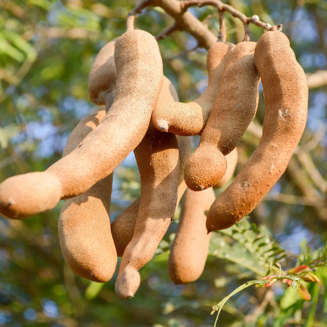 Buy Tamarindus indica - Plant Online at Lalitenterprise