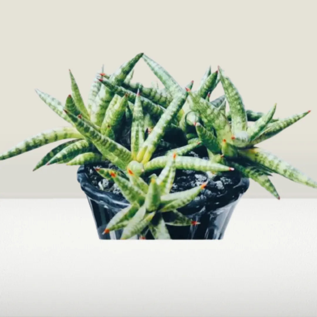 Dwarf Snake Plant - Lalit Enterprise