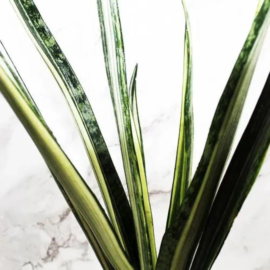 Best Sansevieria Indoor Plant - Lalit Enterprise